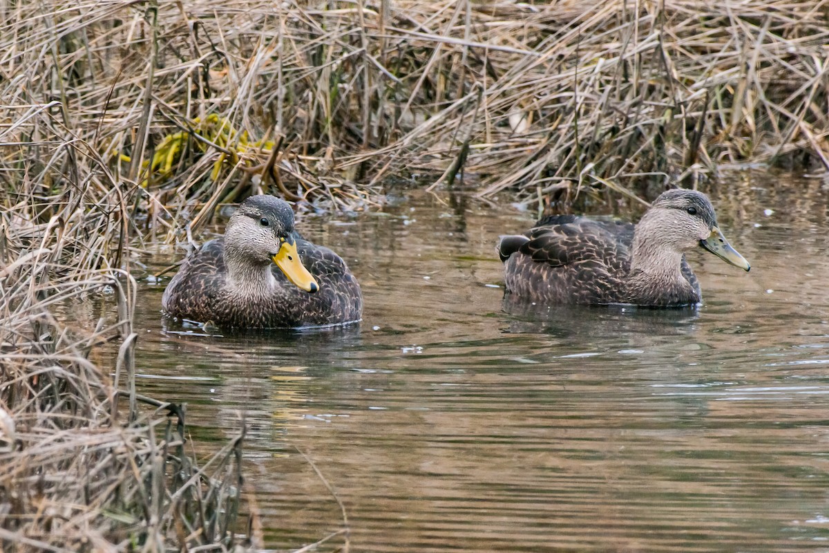 American Black Duck - Emily Turteltaub Nelson