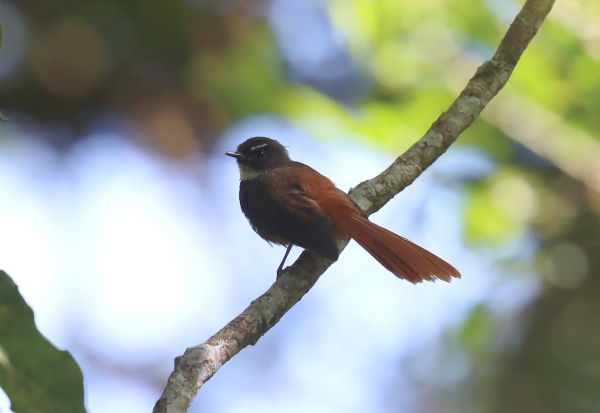 Rufous-tailed Fantail - ML610112072