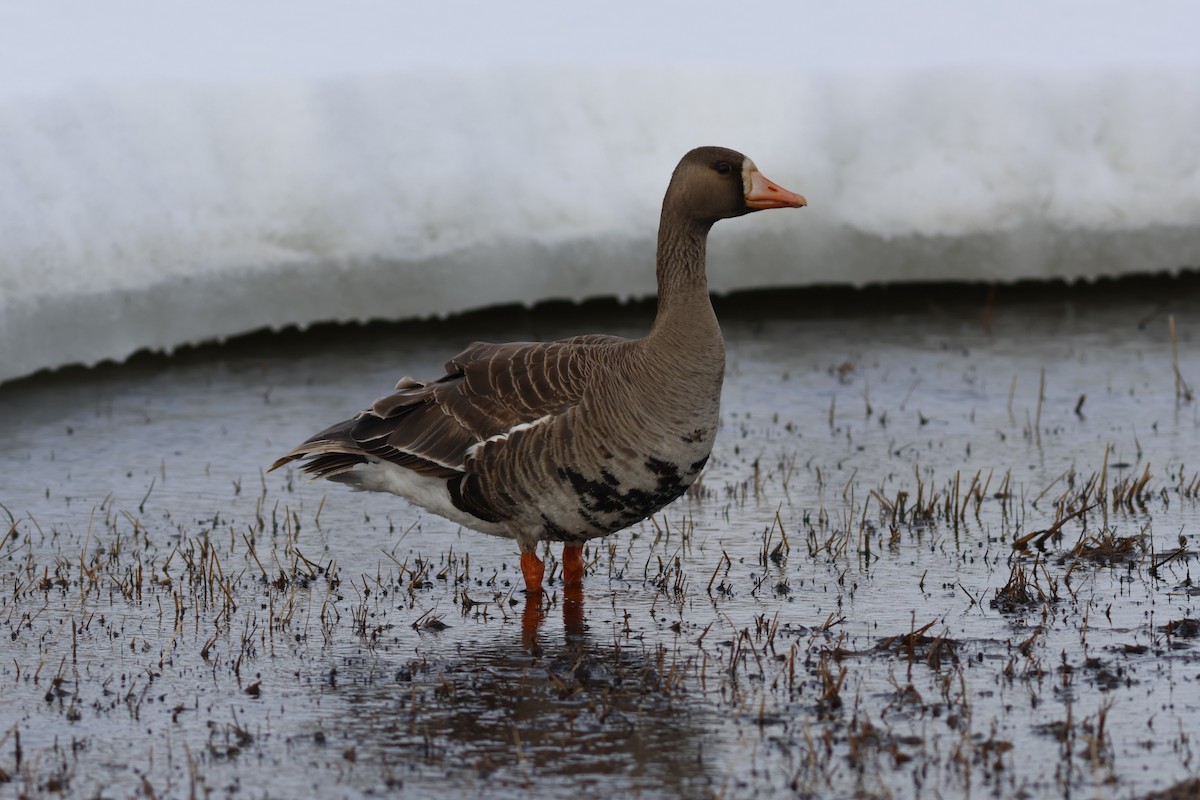 Greater White-fronted Goose - ML610112174