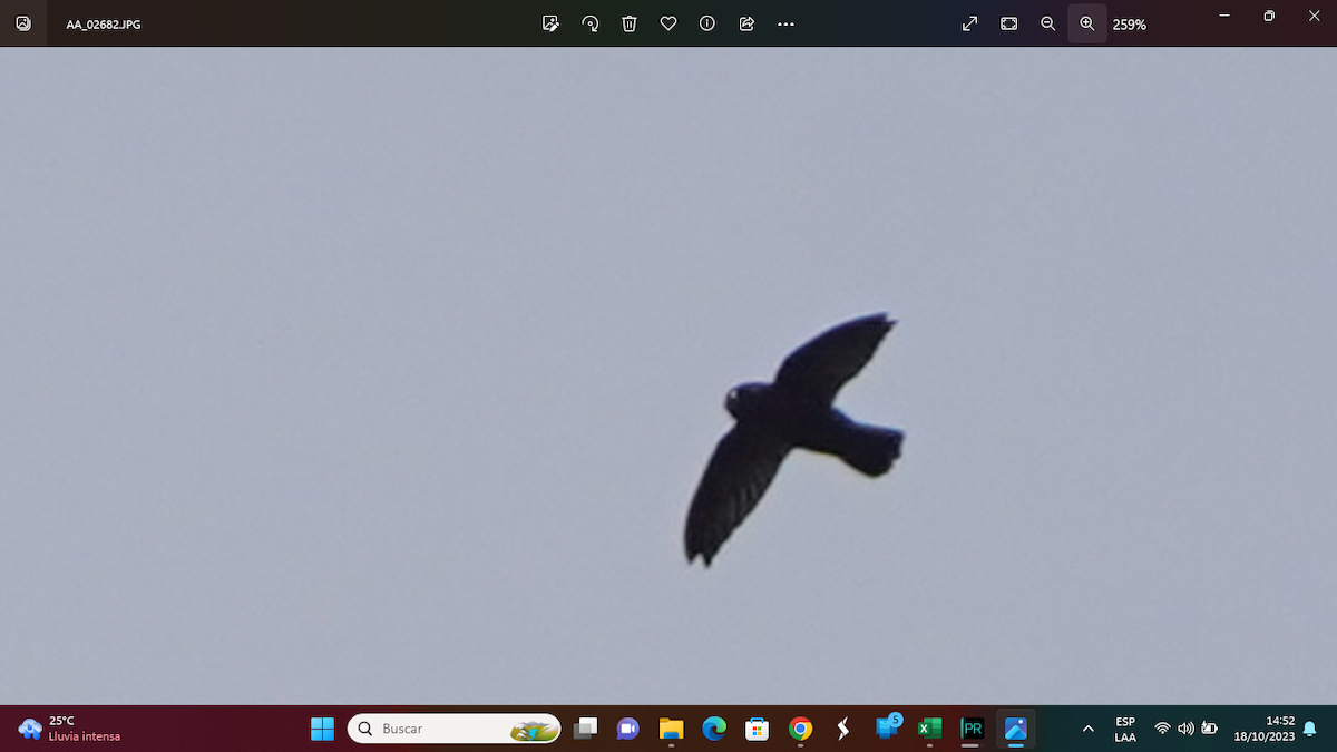 Spot-fronted Swift - Guillermo  Saborío Vega