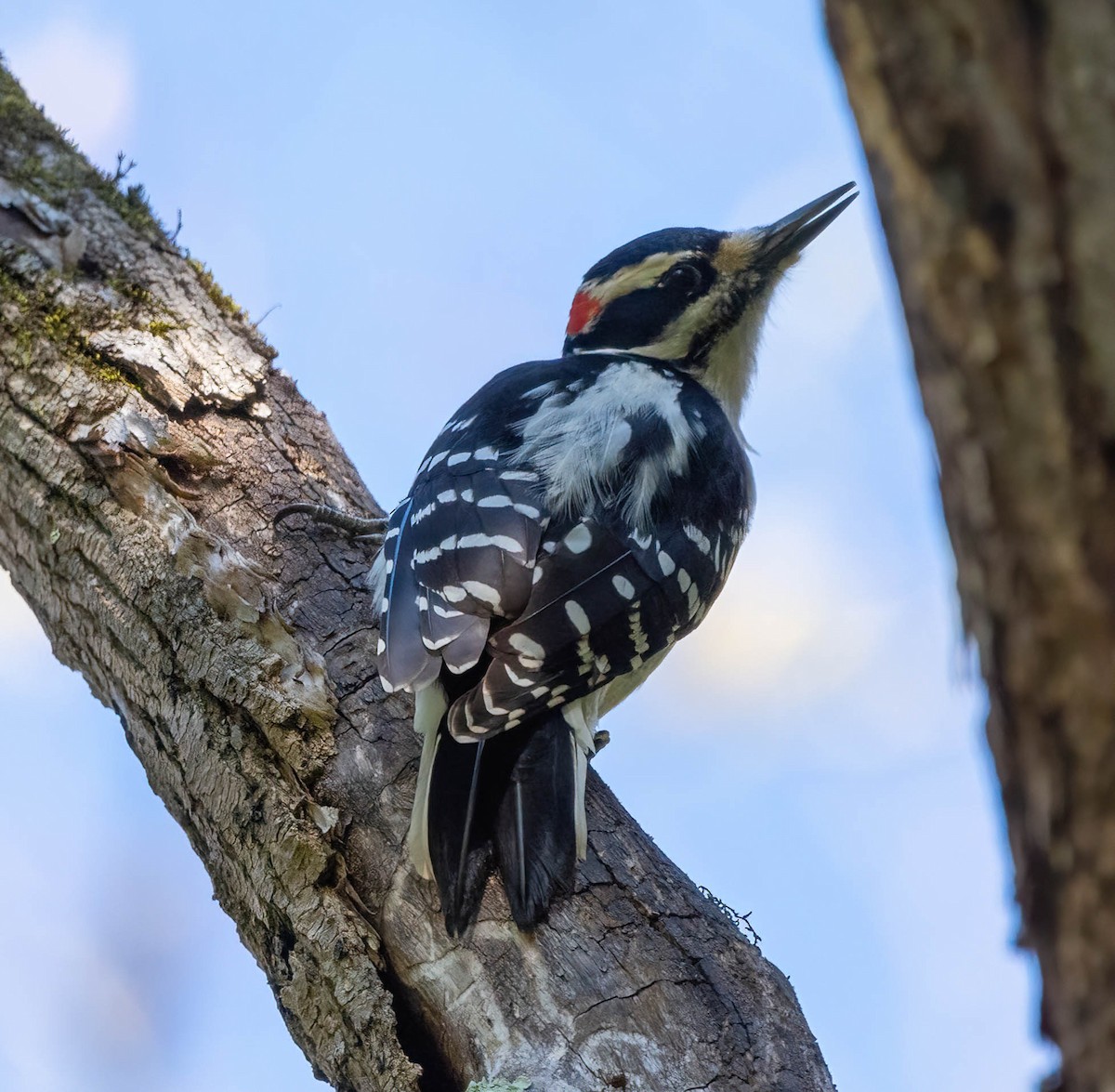 Hairy Woodpecker - Eric Bodker