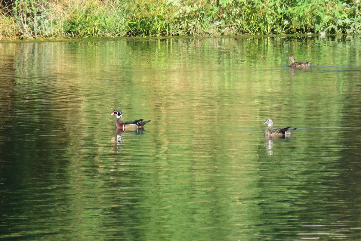Wood Duck - ML610112362