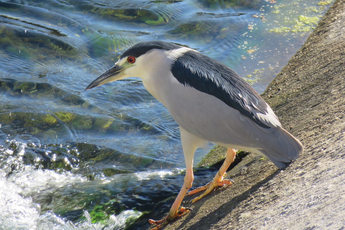 Black-crowned Night Heron - ML610112369