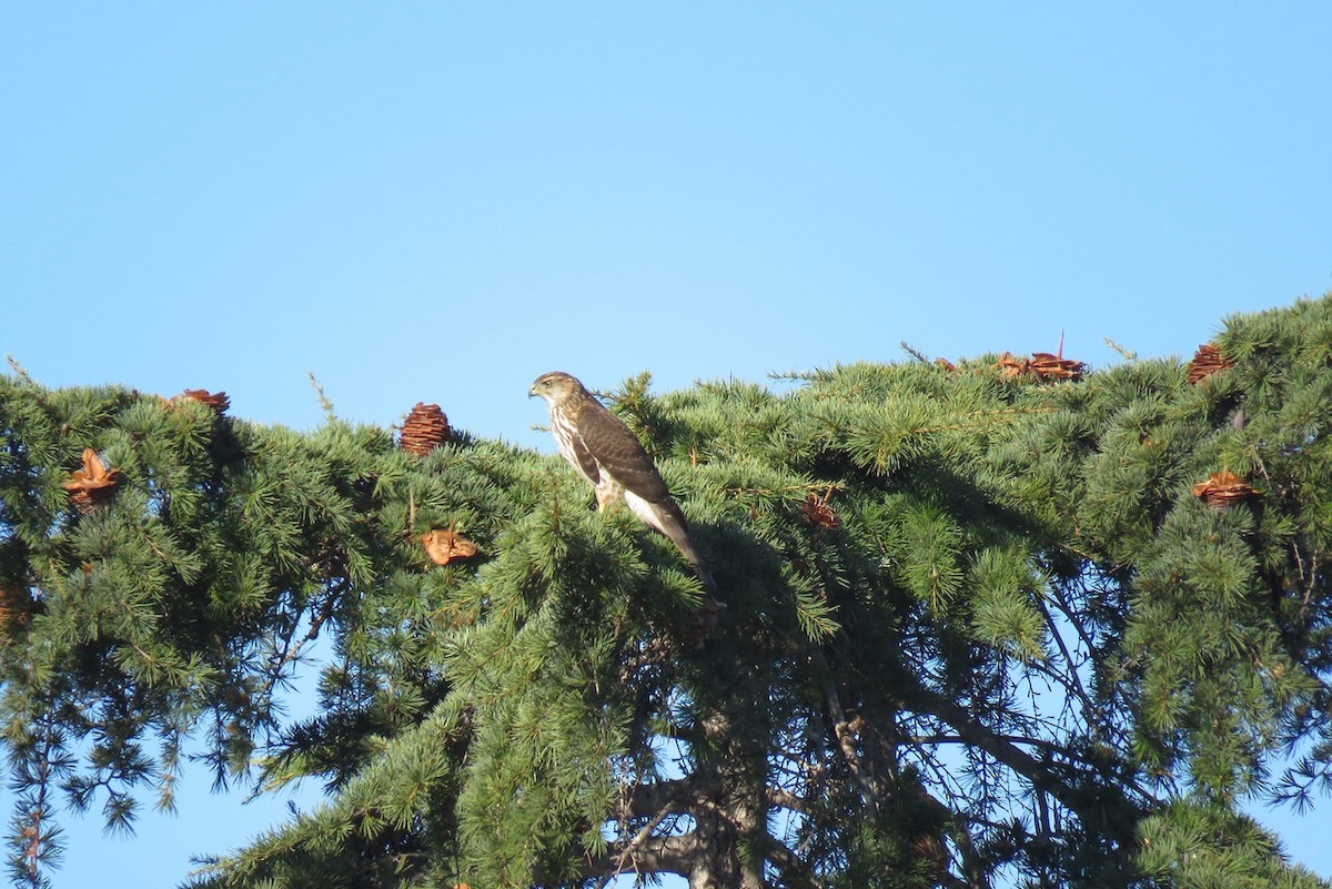 Cooper's Hawk - ML610112374