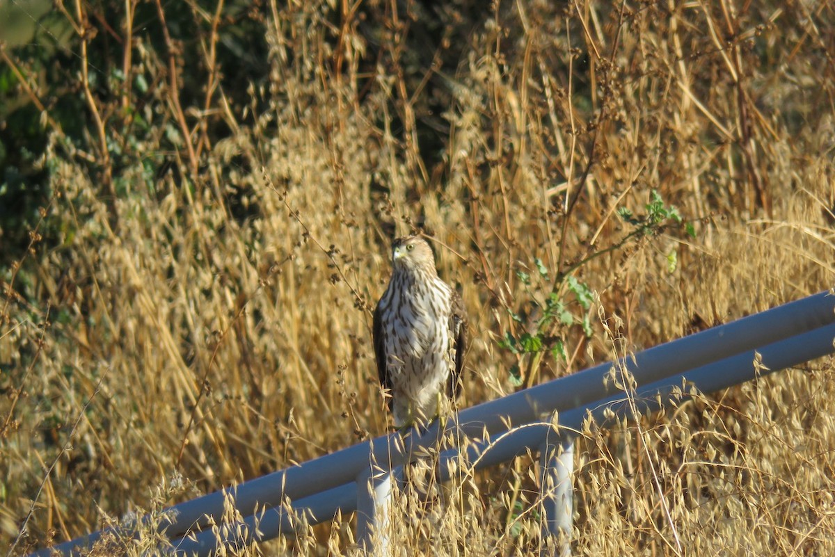 Cooper's Hawk - ML610112375