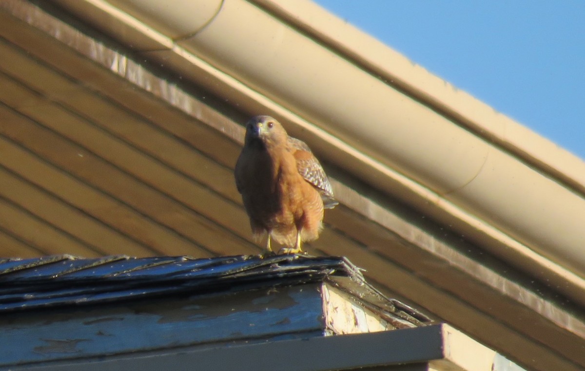 Red-shouldered Hawk - ML610112382
