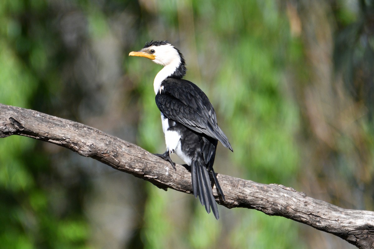 Little Pied Cormorant - ML610112388