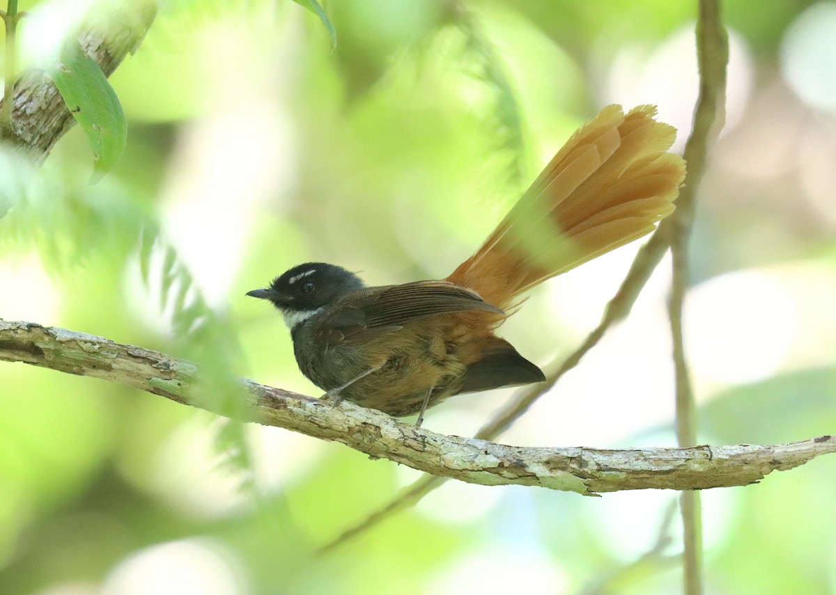 Rufous-tailed Fantail - ML610112406