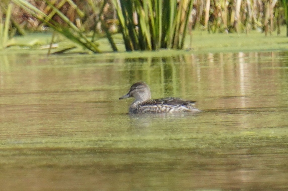 Blue-winged Teal - ML610112410