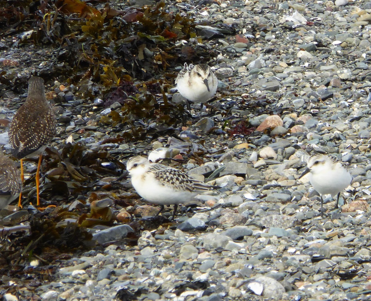 Sanderling - ML610112452