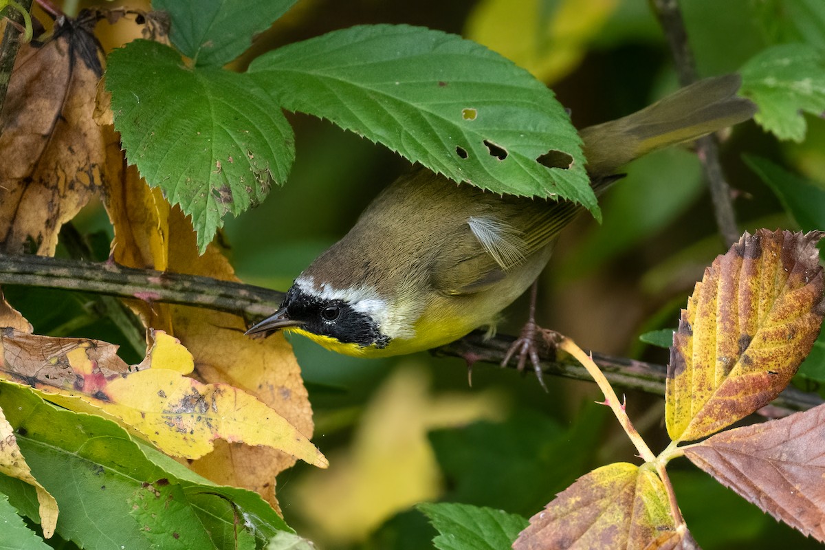 Common Yellowthroat - ML610112461