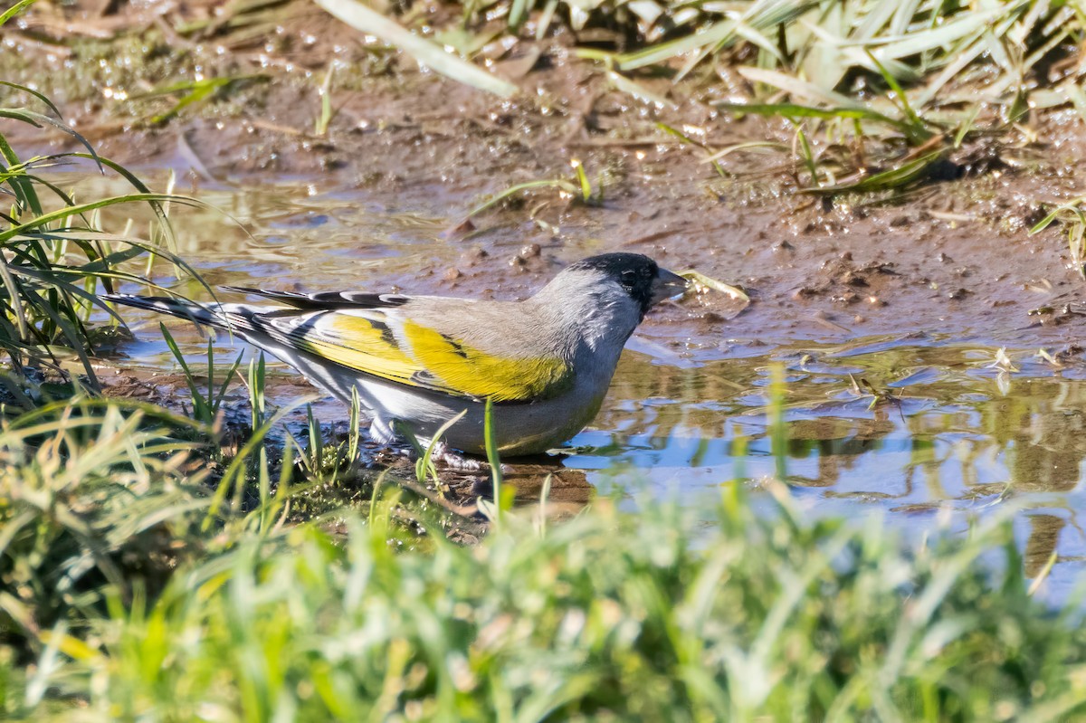 Lawrence's Goldfinch - Alvaro Jaramillo