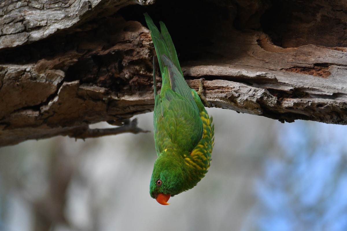 Scaly-breasted Lorikeet - ML610112532