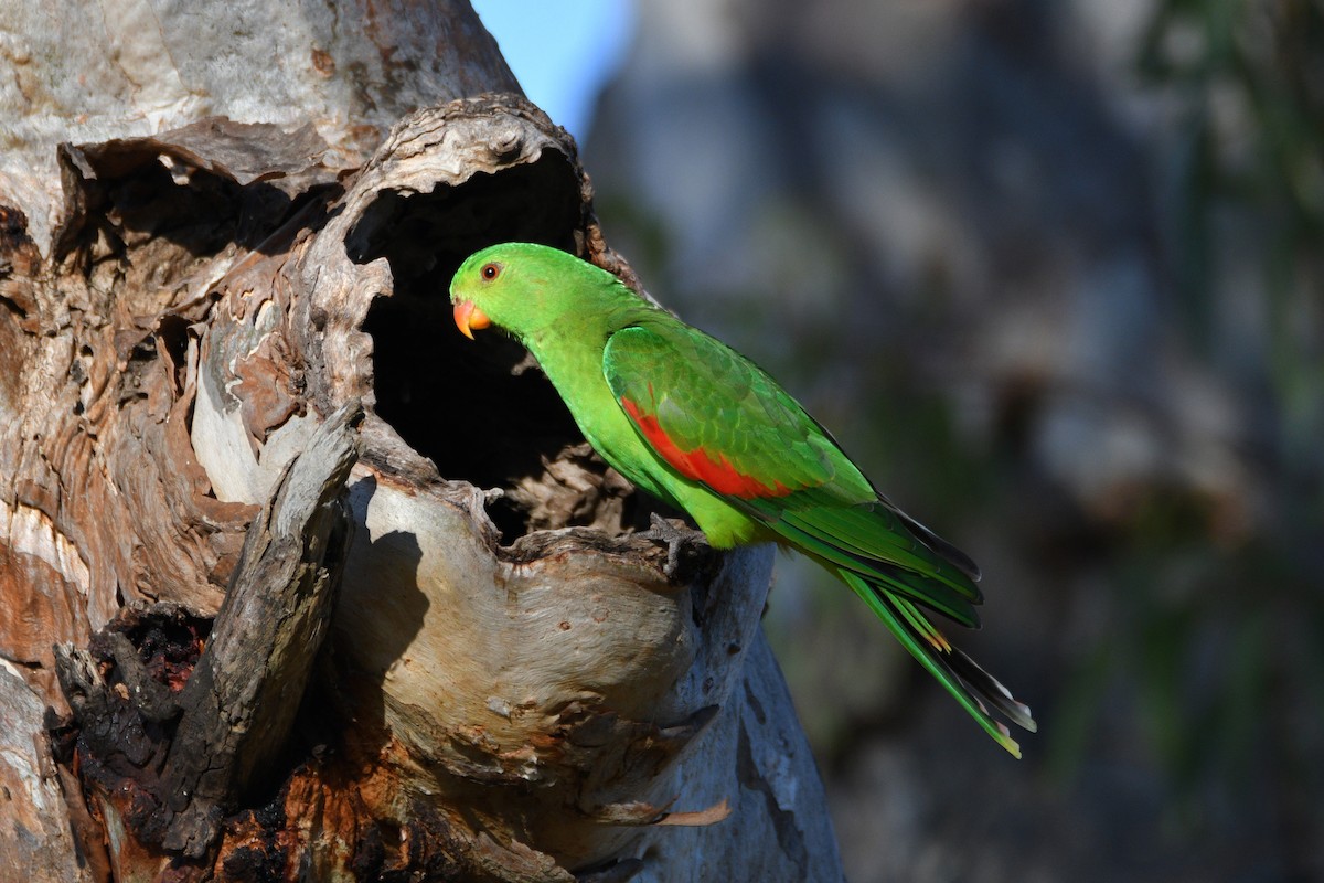 Red-winged Parrot - ML610112695