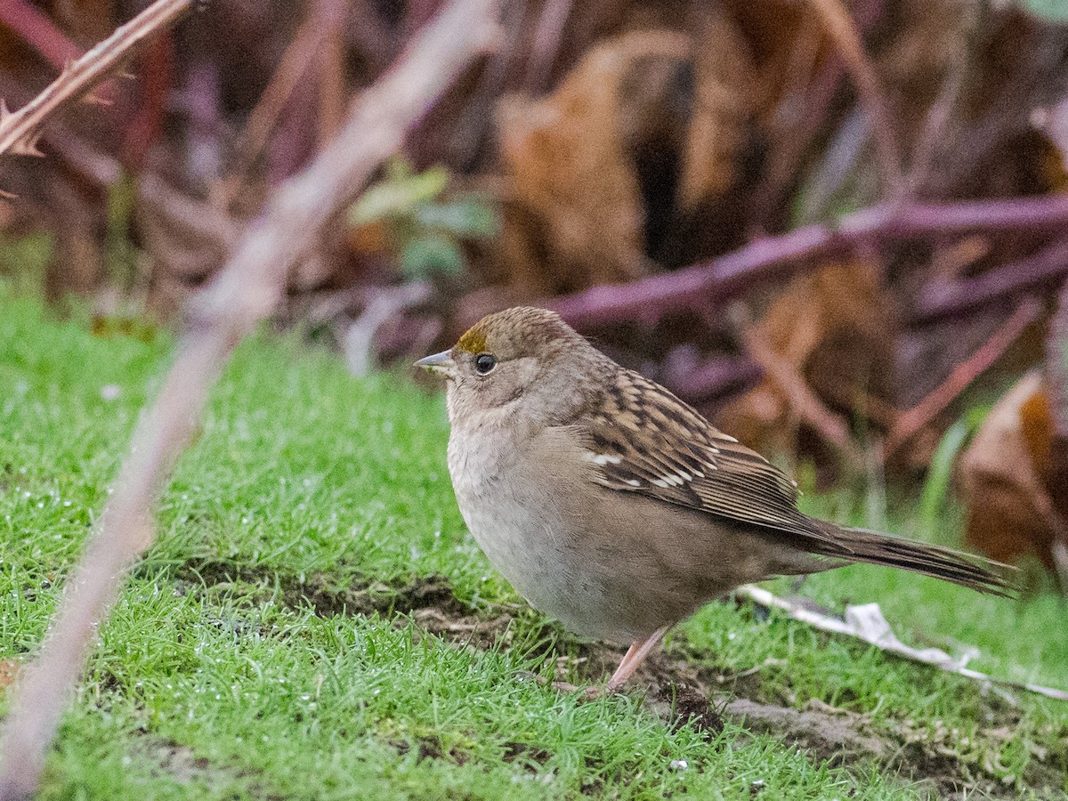 Golden-crowned Sparrow - ML610112821