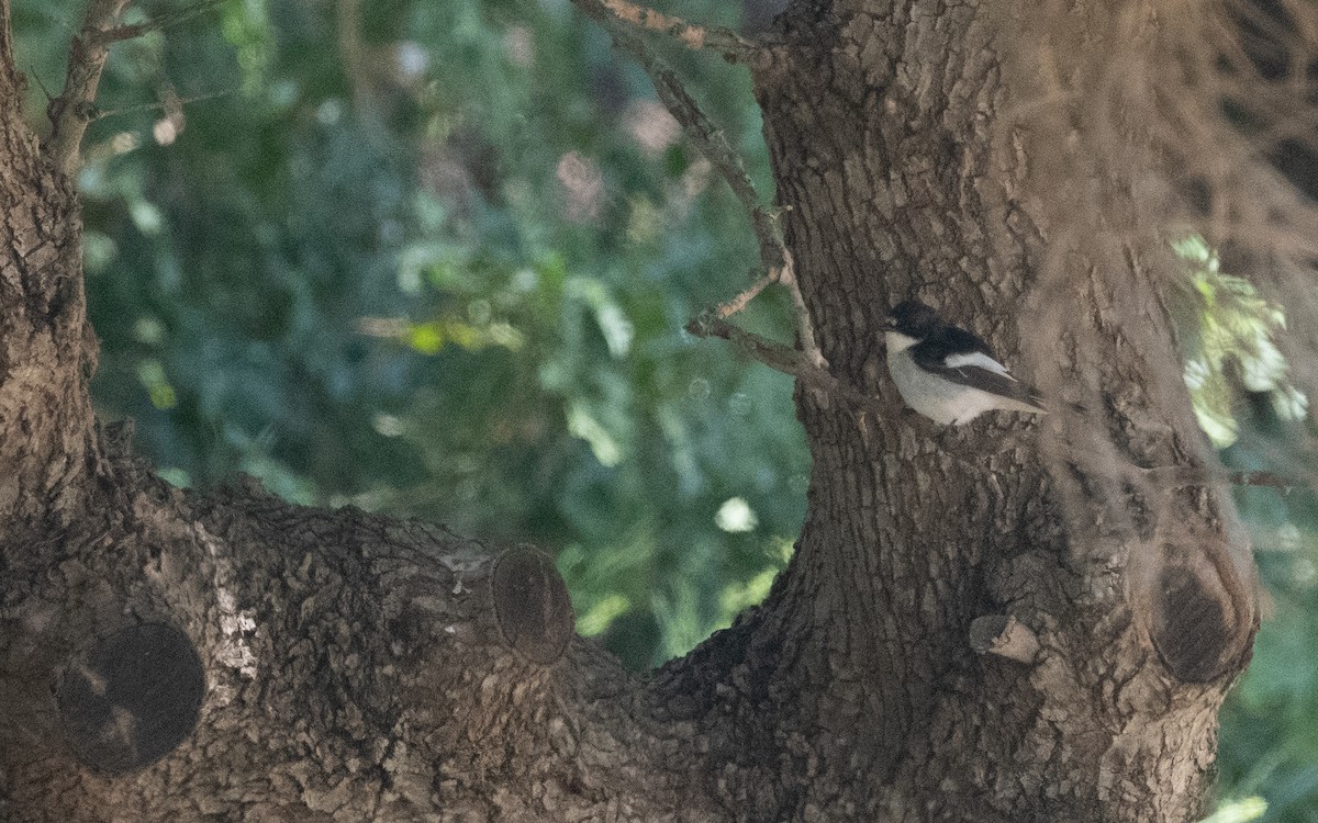 European Pied Flycatcher - ML610112823