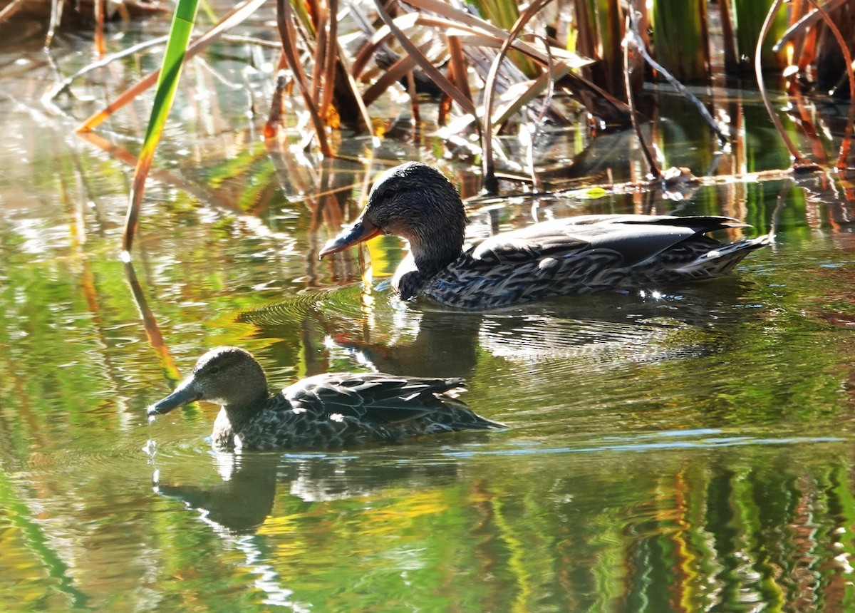 Blue-winged Teal - ML610112828