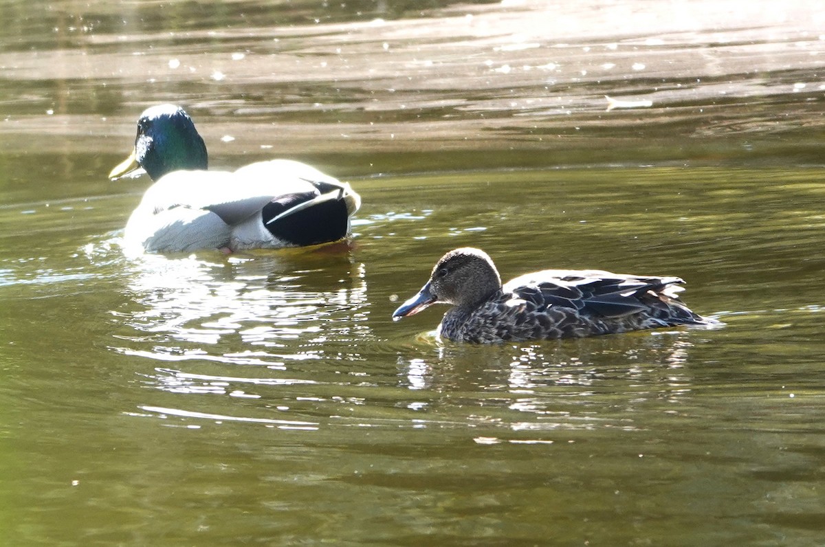 Blue-winged Teal - ML610112844