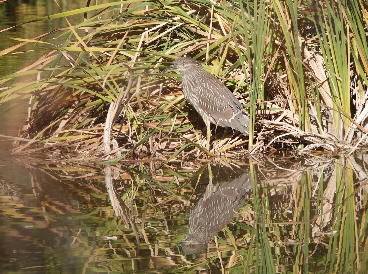 Black-crowned Night Heron - ML610112882