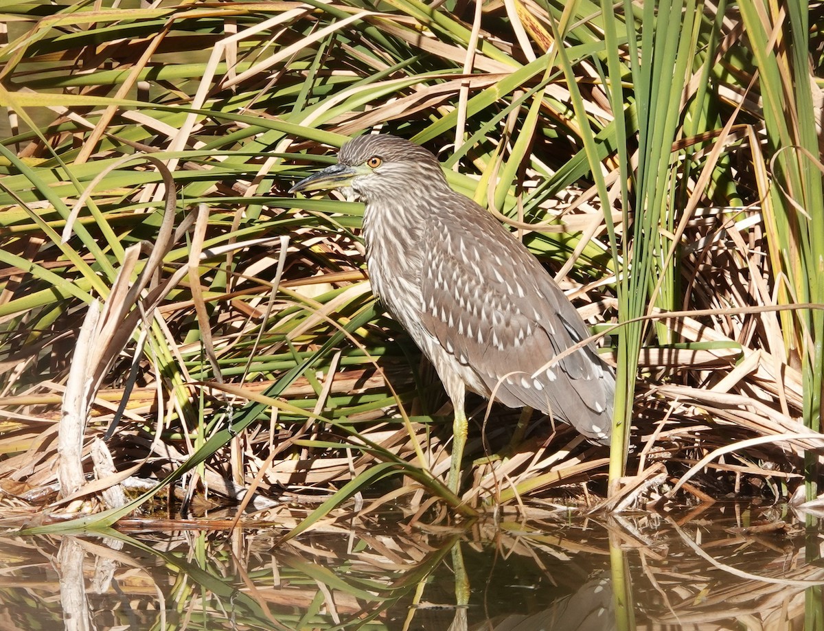 Black-crowned Night Heron - Rene Laubach