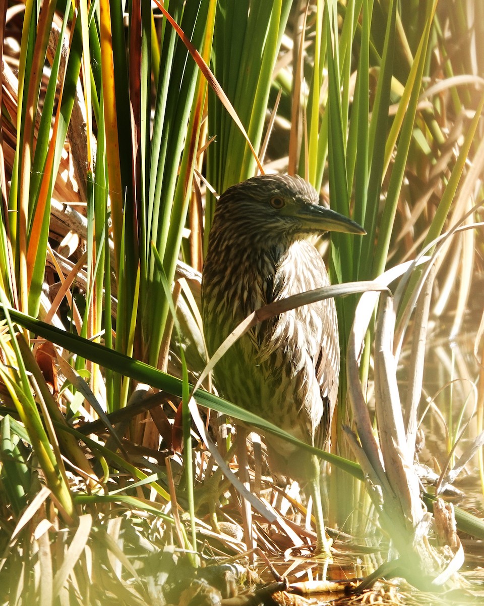 Black-crowned Night Heron - ML610112891