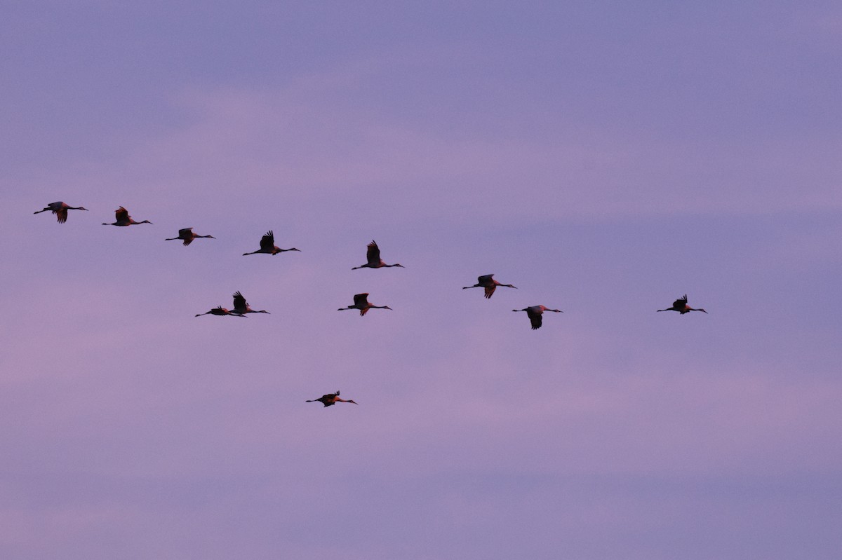 Sandhill Crane - ML610112909