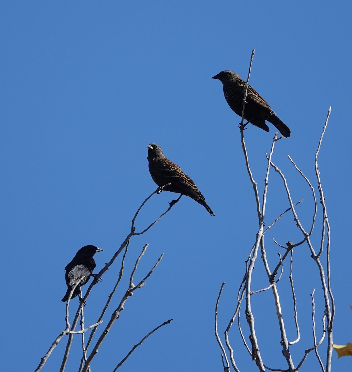 Red-winged Blackbird - ML610112966