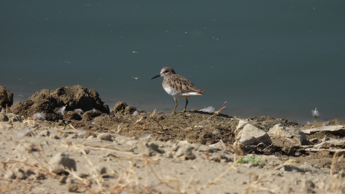 Least Sandpiper - ML610113130