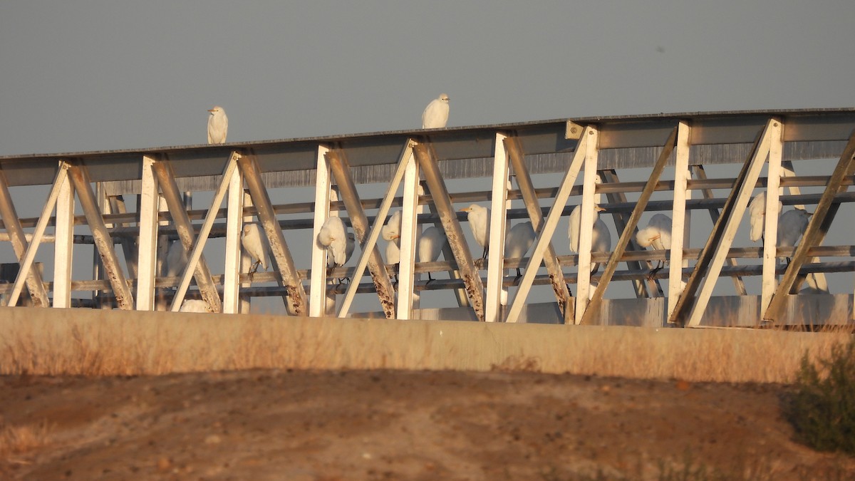 Western Cattle Egret - ML610113141