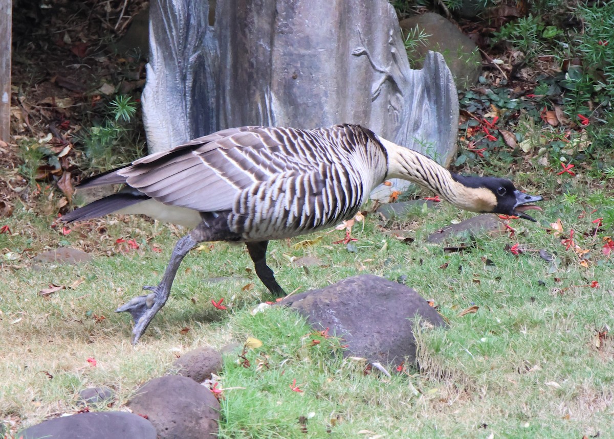 Hawaiian Goose - ML610113146