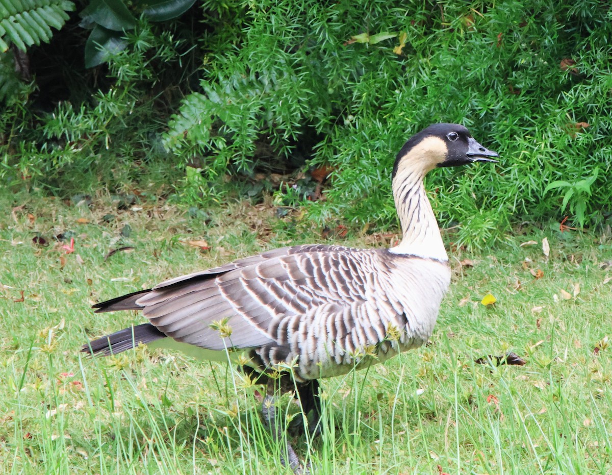 Hawaiian Goose - ML610113147