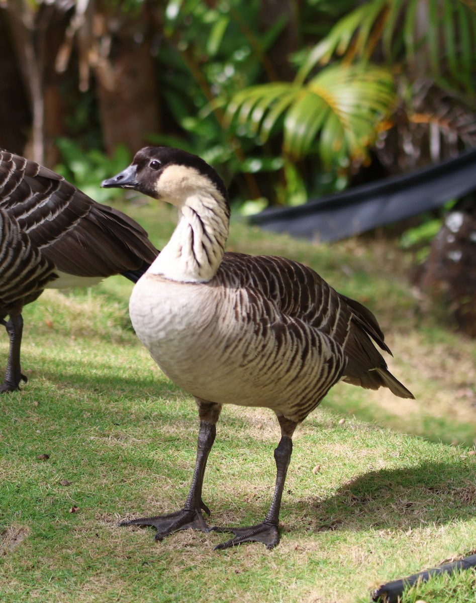 Hawaiian Goose - ML610113149