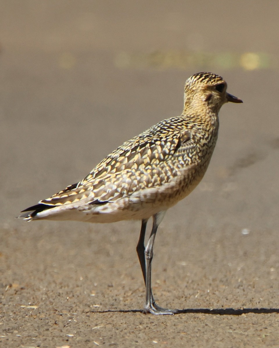 Pacific Golden-Plover - ML610113180