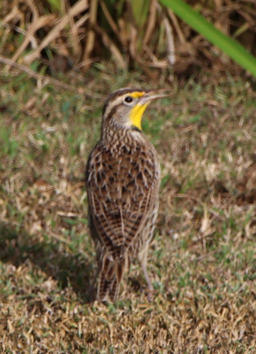 Western Meadowlark - ML610113297