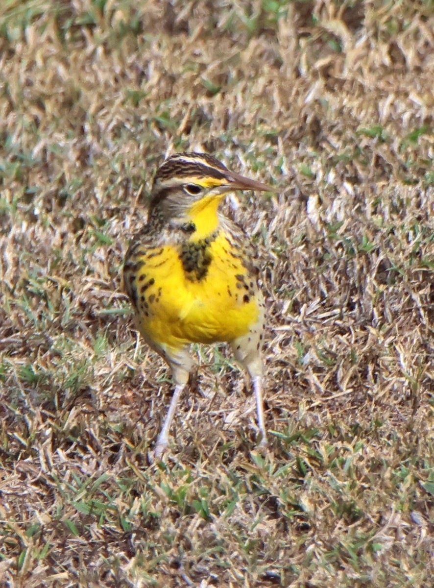 Western Meadowlark - ML610113299