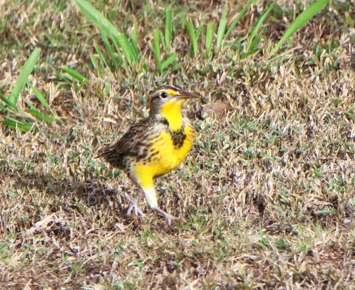 Western Meadowlark - ML610113300