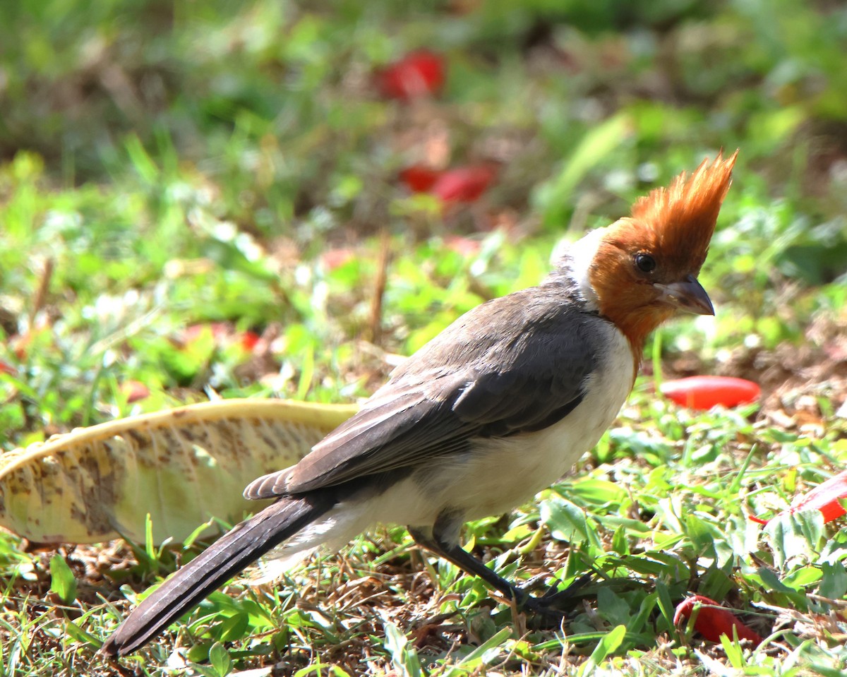 Red-crested Cardinal - ML610113367