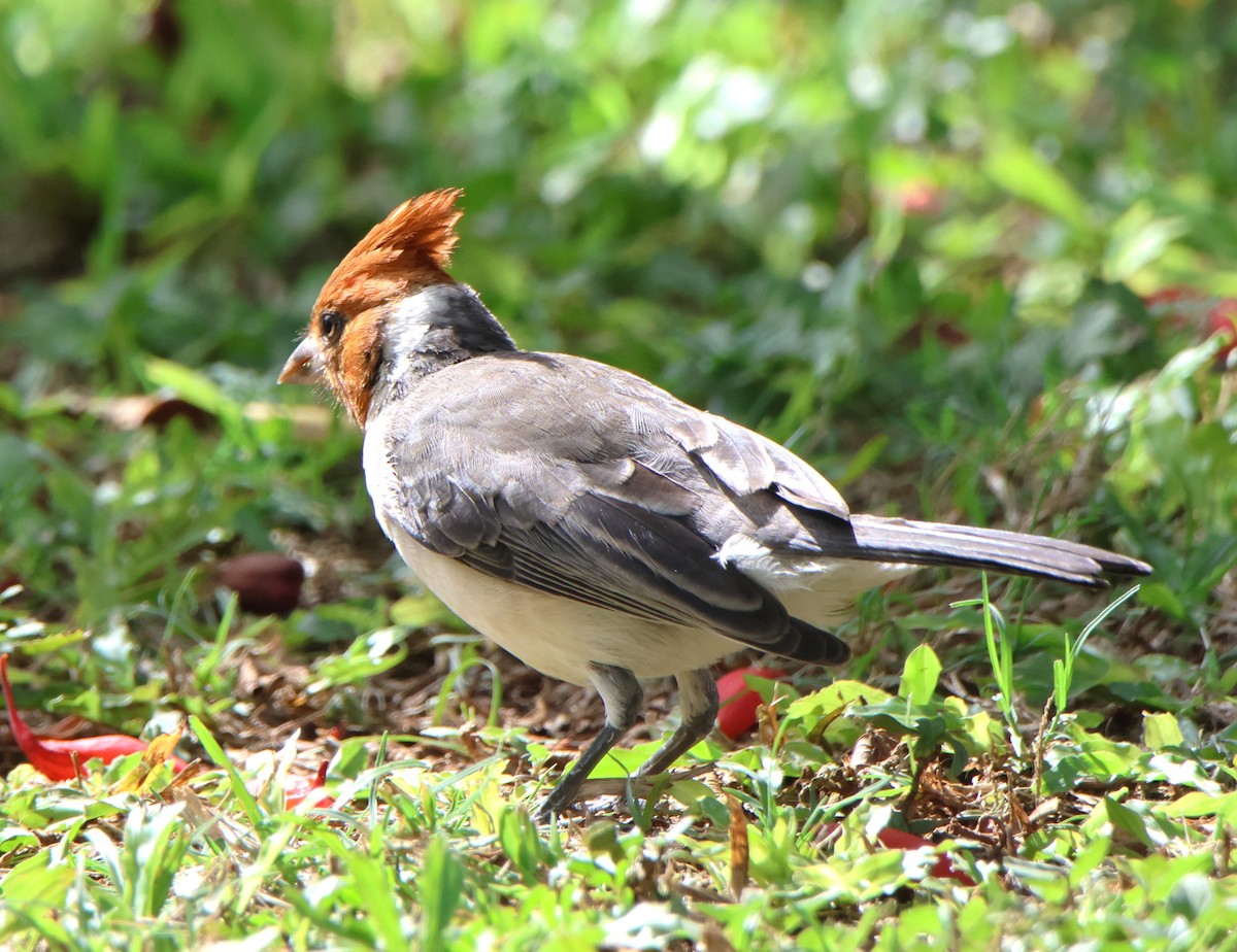 Red-crested Cardinal - ML610113368