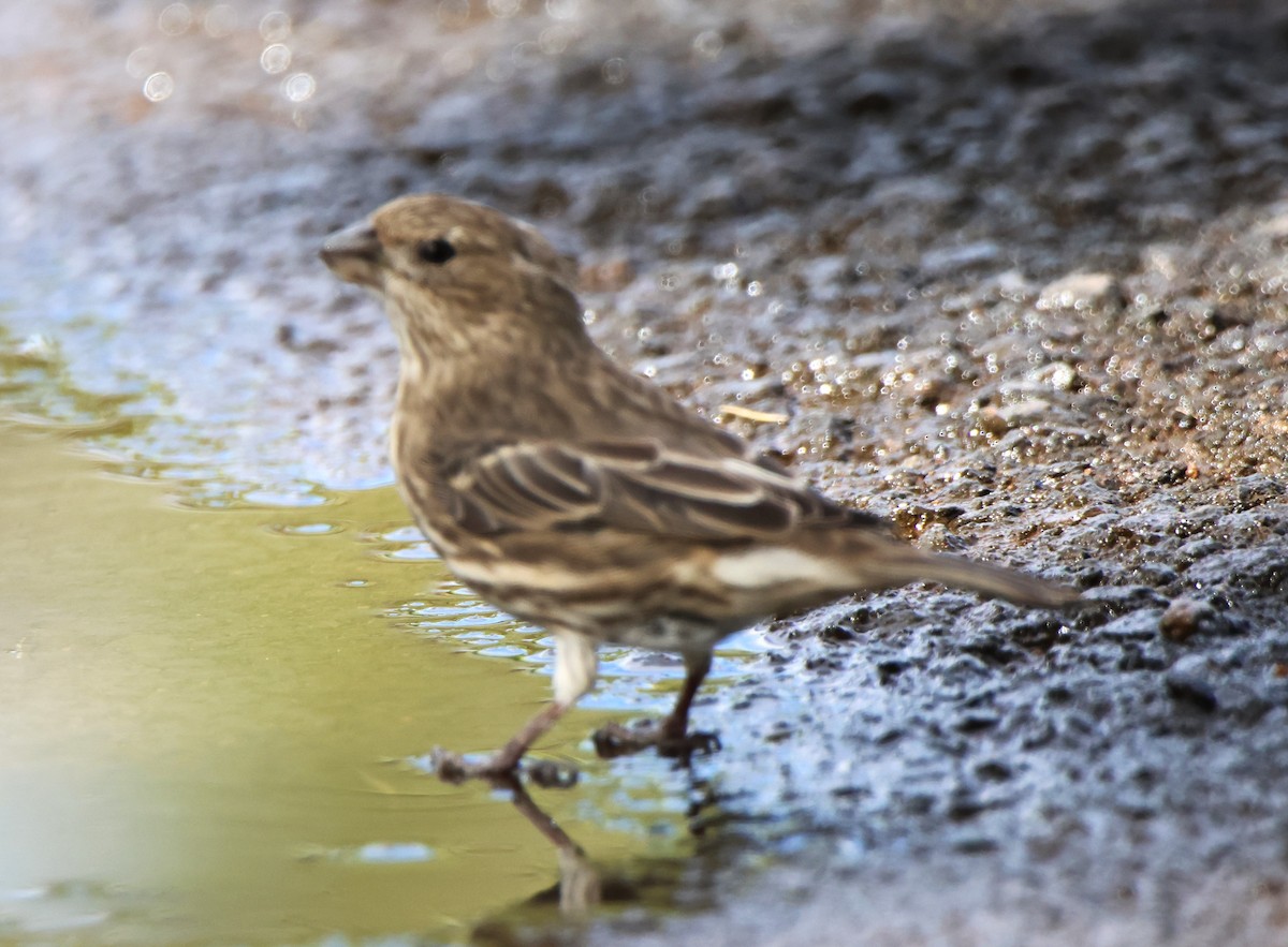 House Finch - ML610113393