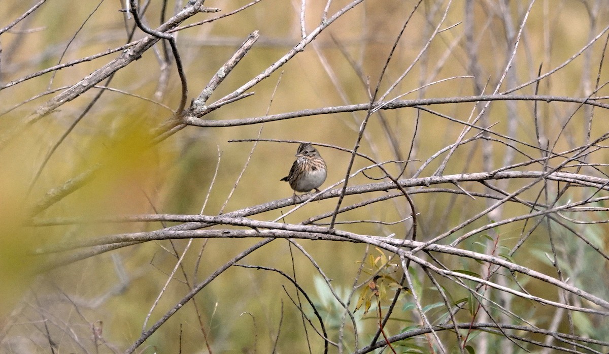 Lincoln's Sparrow - ML610113458