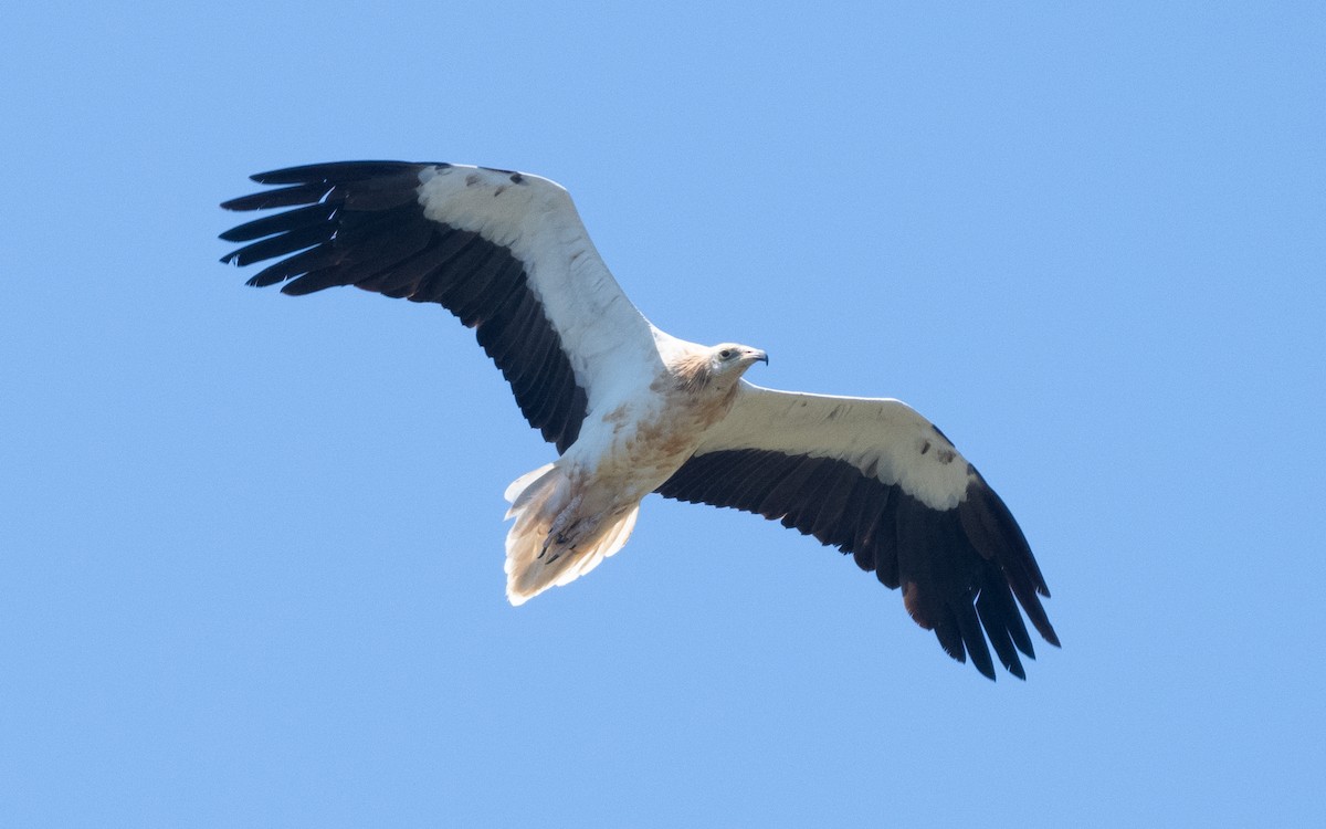 Egyptian Vulture - ML610113697