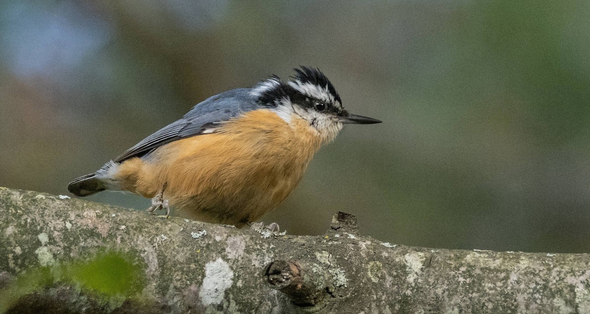Red-breasted Nuthatch - ML610113723