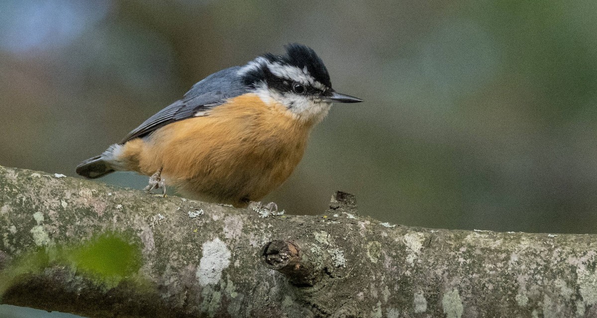 Red-breasted Nuthatch - ML610113724