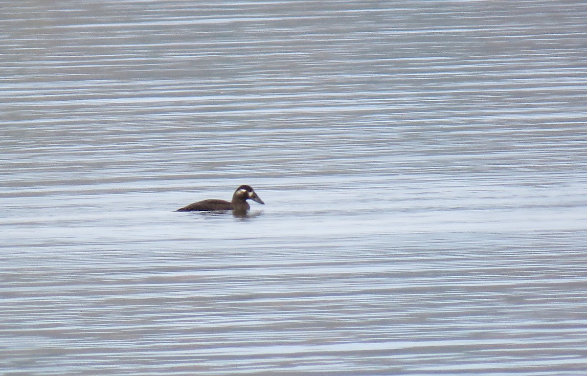 Surf Scoter - ML610113726