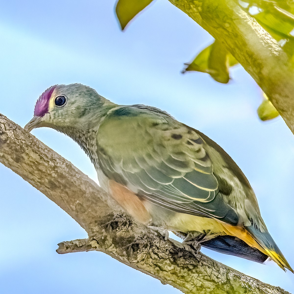 Rose-crowned Fruit-Dove - ML610113744