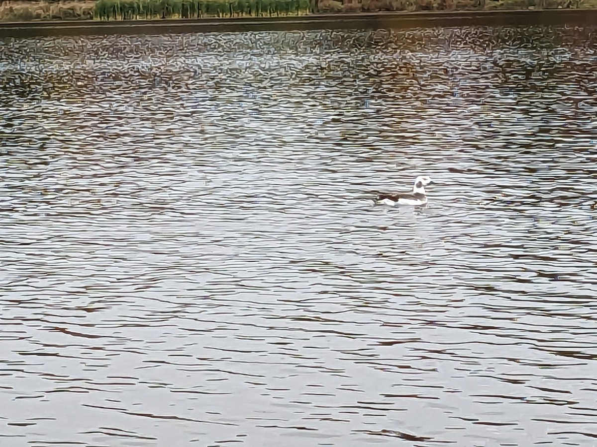 Long-tailed Duck - ML610113979