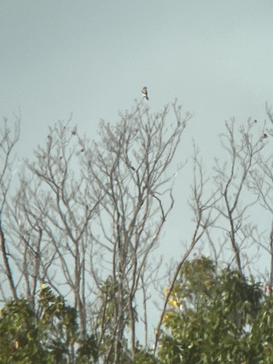 Northern Shrike - David Johnson