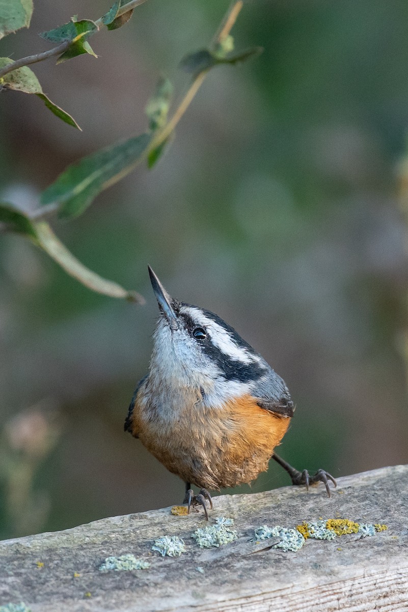 Red-breasted Nuthatch - ML610114212