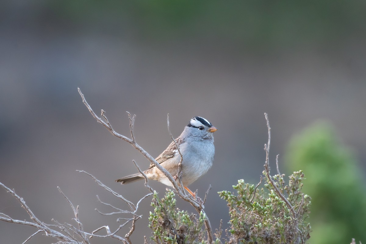 White-crowned Sparrow - ML610114294