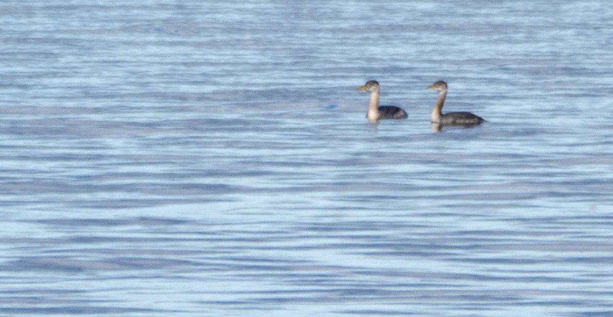 Red-necked Grebe - ML610114330